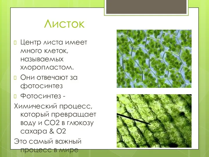 Листок Центр листа имеет много клеток, называемых хлоропластом. Они отвечают за фотосинтез