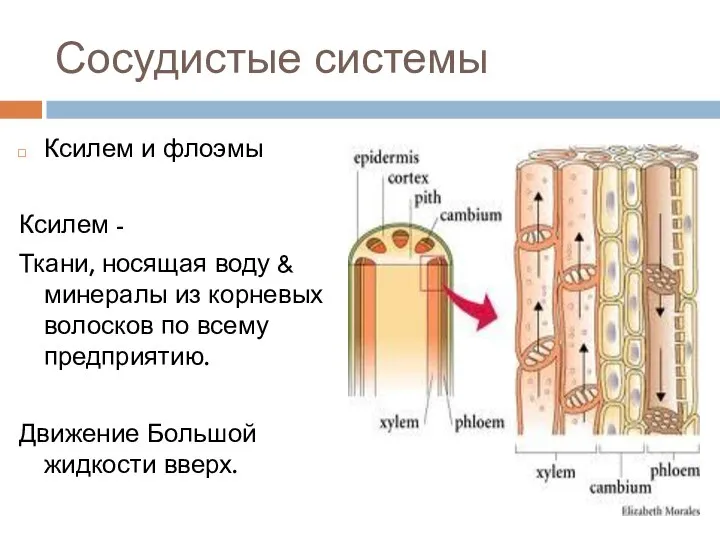 Сосудистые системы Ксилем и флоэмы Ксилем - Ткани, носящая воду & минералы