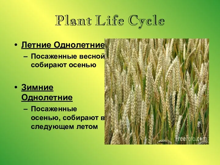 Plant Life Cycle Летние Однолетние Посаженные весной собирают осенью Зимние Однолетние Посаженные