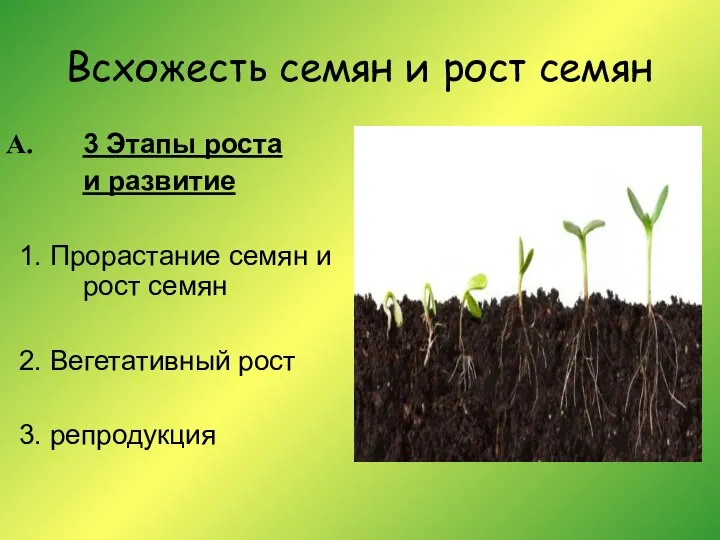 Всхожесть семян и рост семян 3 Этапы роста и развитие 1. Прорастание
