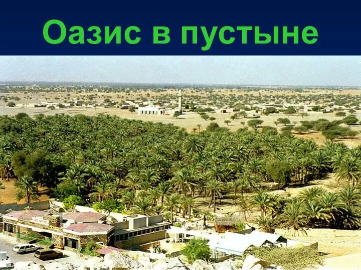 Оазис в пустыне