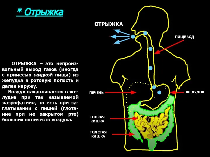 * Отрыжка ПИЩЕВОД ЖЕЛУДОК ПЕЧЕНЬ ТОНКАЯ КИШКА ТОЛСТАЯ КИШКА ОТРЫЖКА – это