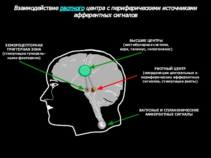 Взаимодействие рвотного центра с периферическими источниками афферентных сигналов ХЕМОРЕЦЕПТОРНАЯ ТРИГГЕРНАЯ ЗОНА (стимуляция