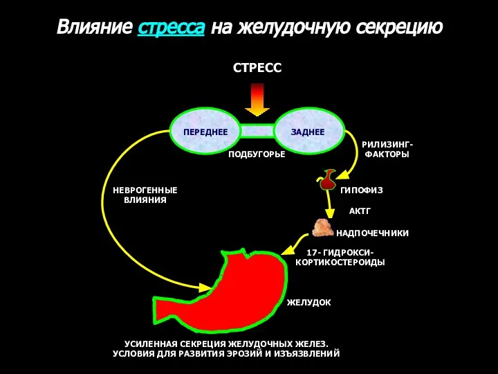 ПОДБУГОРЬЕ ПЕРЕДНЕЕ ЗАДНЕЕ СТРЕСС ГИПОФИЗ РИЛИЗИНГ- ФАКТОРЫ АКТГ НАДПОЧЕЧНИКИ 17- ГИДРОКСИ- КОРТИКОСТЕРОИДЫ