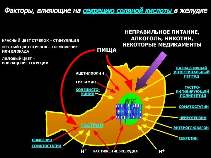 Факторы, влияющие на секрецию соляной кислоты в желудке секреция кислоты АЦЕТИЛХОЛИН ГИСТАМИН