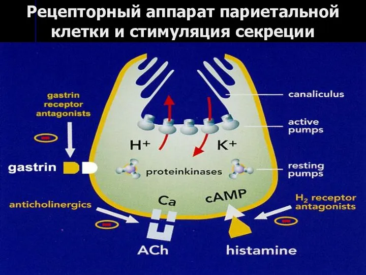 Рецепторный аппарат париетальной клетки и стимуляция секреции