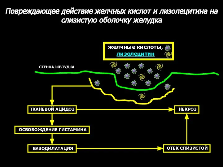 Повреждающее действие желчных кислот и лизолецитина на слизистую оболочку желудка желчные кислоты,