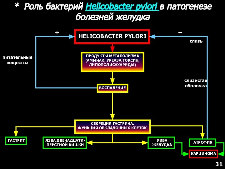 * Роль бактерий Helicobacter pylori в патогенезе болезней желудка HELICOBACTER PYLORI ПРОДУКТЫ