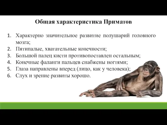 Общая характеристика Приматов Характерно значительное развитие полушарий головного мозга; Пятипалые, хватательные конечности;