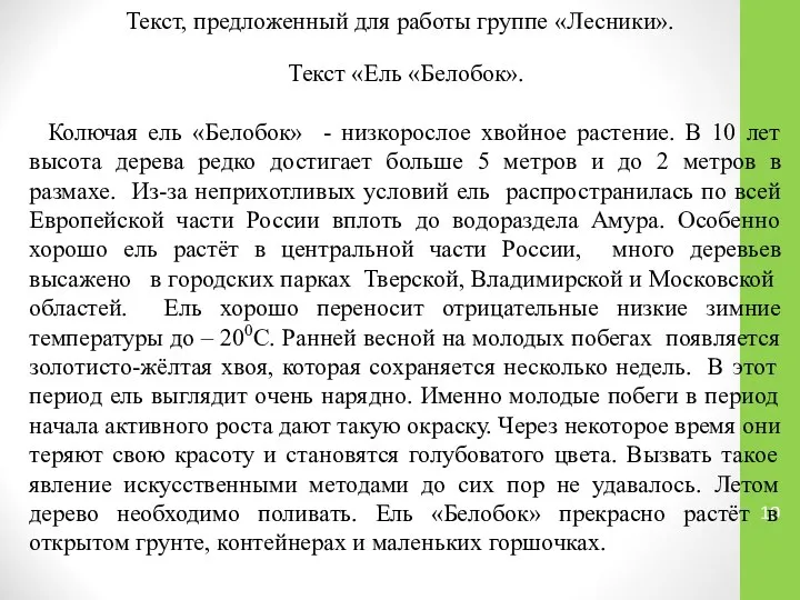 Текст, предложенный для работы группе «Лесники». Текст «Ель «Белобок». Колючая ель «Белобок»