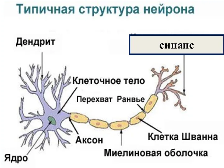 Нервная ткани синапс
