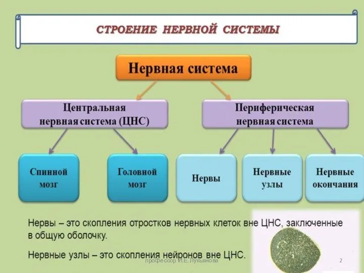 профессор И.Е.Лукьянова