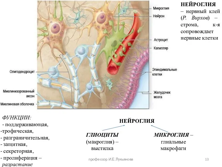 НЕЙРОГЛИЯ – нервный клей (Р. Вирхов) – строма, к-я сопровождает нервные клетки