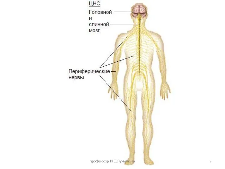 профессор И.Е.Лукьянова