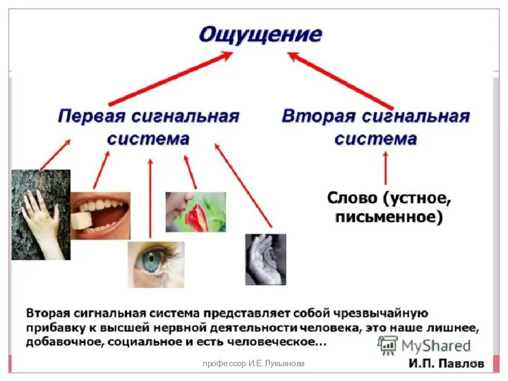 ПЕРВАЯ И ВТОРАЯ СИГНАЛЬНЫЕ СИСТЕМЫ профессор И.Е.Лукьянова