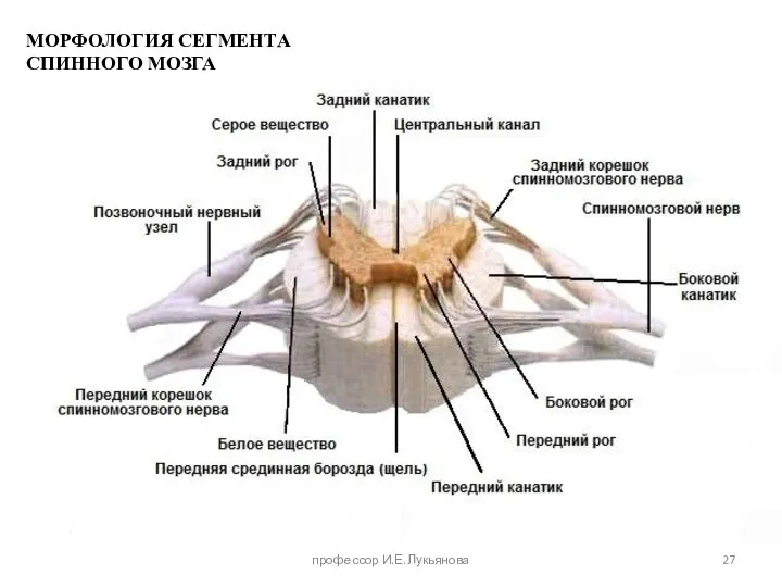 МОРФОЛОГИЯ СЕГМЕНТА СПИННОГО МОЗГА профессор И.Е.Лукьянова