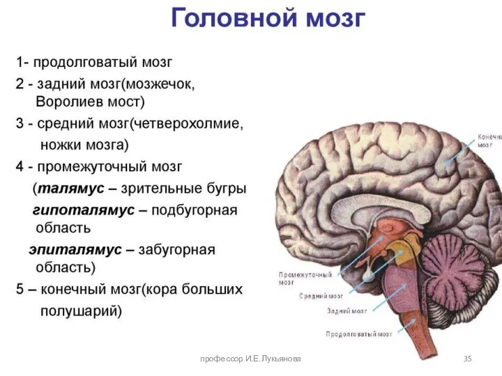 профессор И.Е.Лукьянова