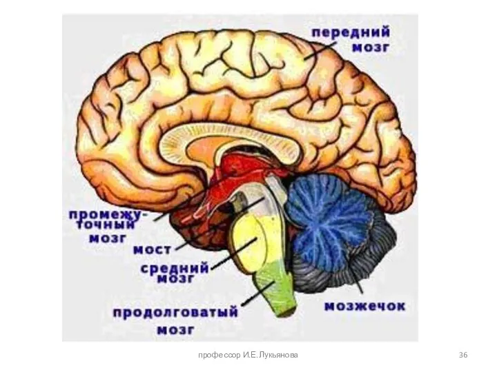 профессор И.Е.Лукьянова