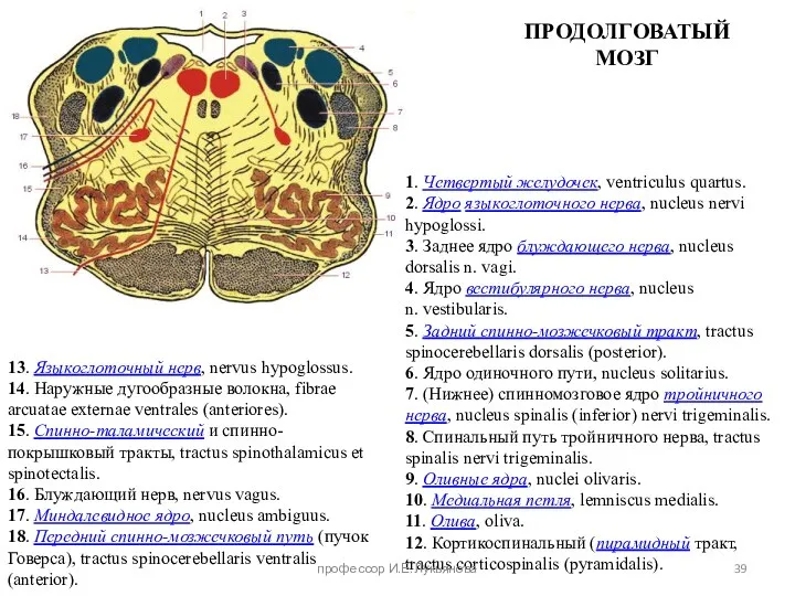 1. Четвертый желудочек, ventriculus quartus. 2. Ядро языкоглоточного нерва, nucleus nervi hypoglossi.