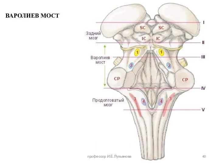 ВАРОЛИЕВ МОСТ профессор И.Е.Лукьянова