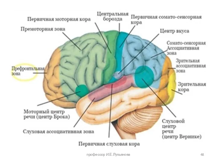 профессор И.Е.Лукьянова