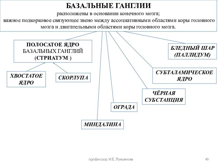 БАЗАЛЬНЫЕ ГАНГЛИИ расположены в основании конечного мозга; важное подкорковое связующее звено между