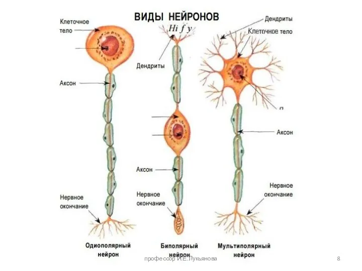 профессор И.Е.Лукьянова