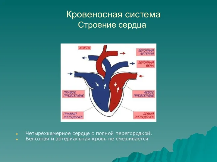 Кровеносная система Строение сердца Четырёхкамерное сердце с полной перегородкой. Венозная и артериальная кровь не смешивается