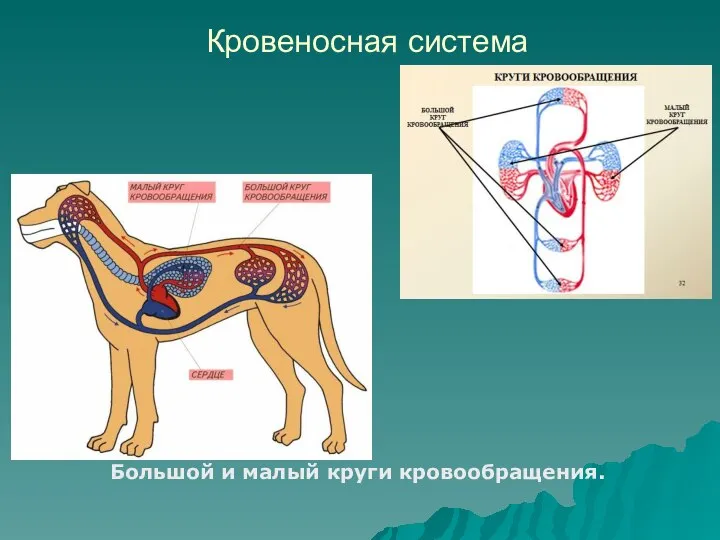 Кровеносная система Большой и малый круги кровообращения.