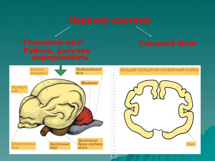 Нервная система Головной мозг Ребята, рисунок перерисовать Спинной Мозг