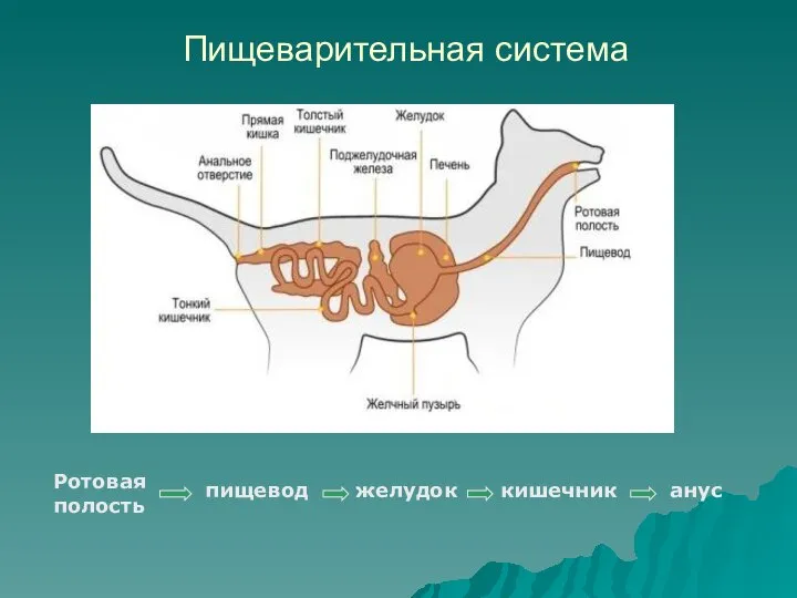 Пищеварительная система Ротовая полость пищевод желудок кишечник анус