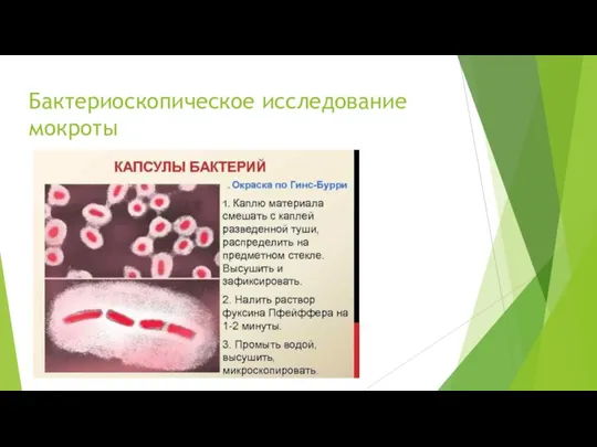 Бактериоскопическое исследование мокроты