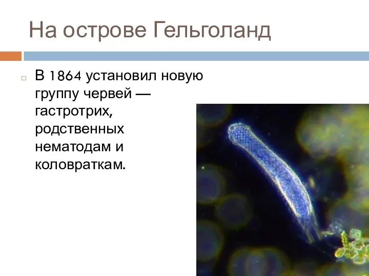 На острове Гельголанд В 1864 установил новую группу червей — гастротрих, родственных нематодам и коловраткам.