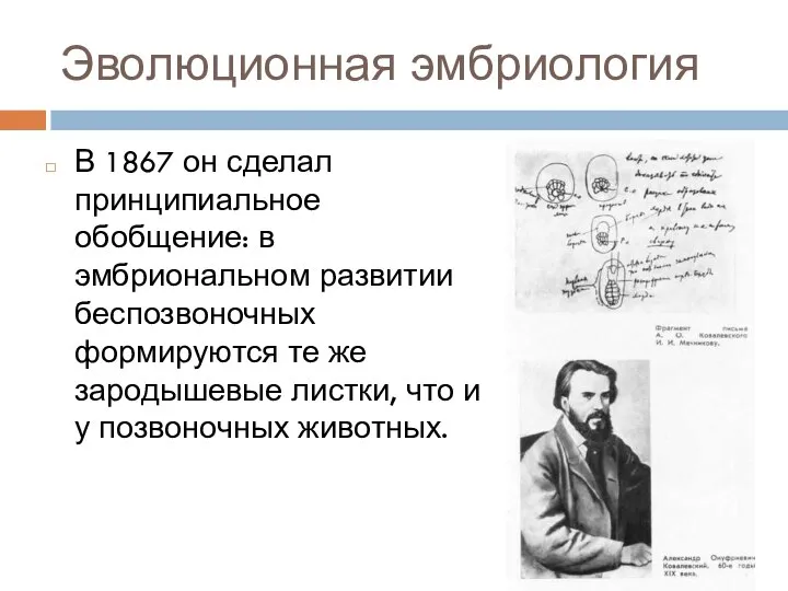 Эволюционная эмбриология В 1867 он сделал принципиальное обобщение: в эмбриональном развитии беспозвоночных