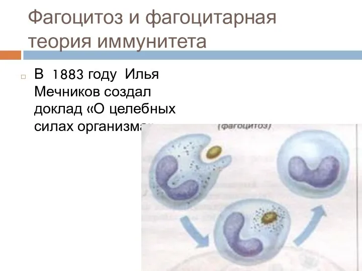 Фагоцитоз и фагоцитарная теория иммунитета В 1883 году Илья Мечников создал доклад «О целебных силах организма».