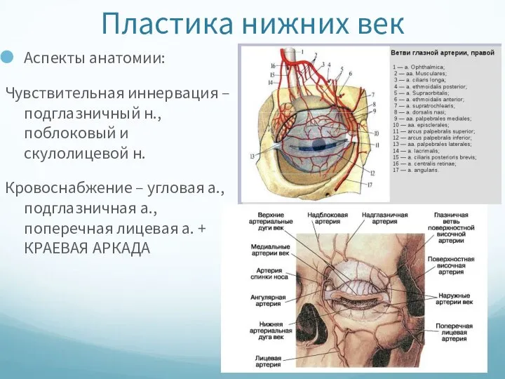 Пластика нижних век Аспекты анатомии: Чувствительная иннервация – подглазничный н., поблоковый и