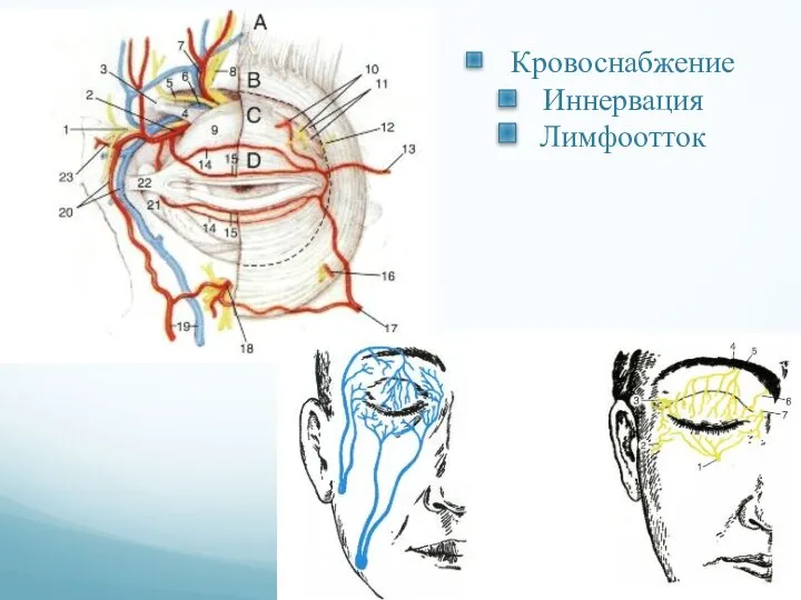 Кровоснабжение Иннервация Лимфоотток