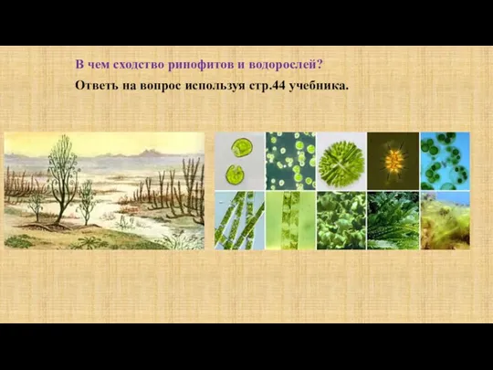 В чем сходство ринофитов и водорослей? Ответь на вопрос используя стр.44 учебника.