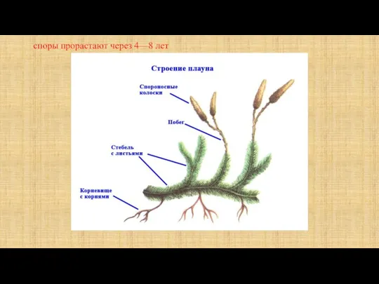 споры прорастают через 4—8 лет