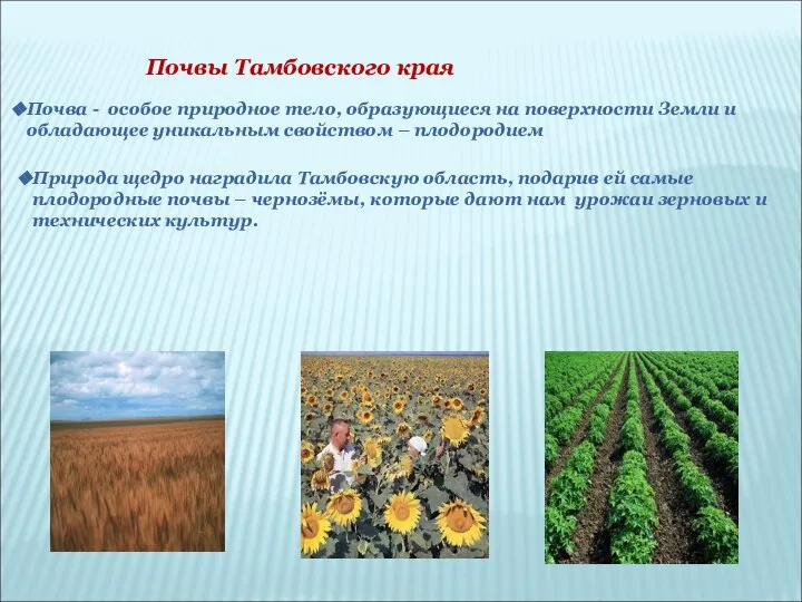 Почвы Тамбовского края Почва - особое природное тело, образующиеся на поверхности Земли
