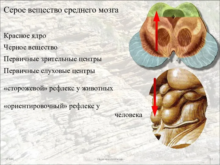 Серое вещество среднего мозга Красное ядро Черное вещество Первичные зрительные центры Первичные