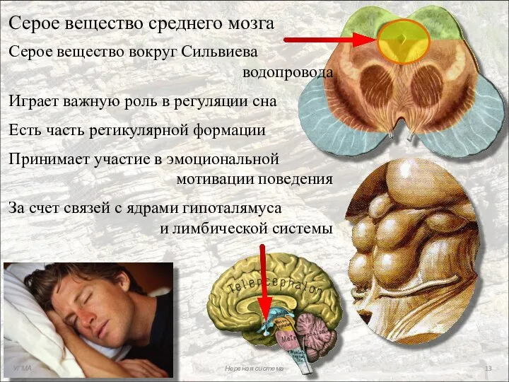 Серое вещество среднего мозга Серое вещество вокруг Сильвиева водопровода Играет важную роль