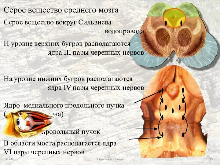 Серое вещество среднего мозга Серое вещество вокруг Сильвиева водопровода Н уровне верхних