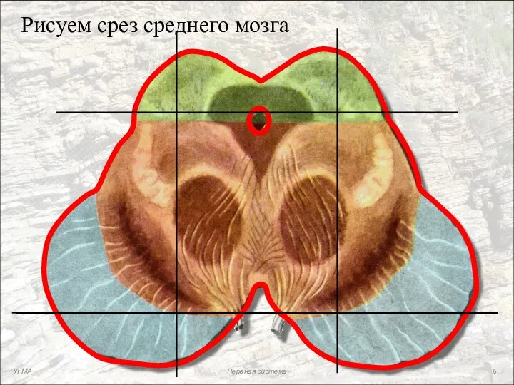 Рисуем срез среднего мозга УГМА Нервная система