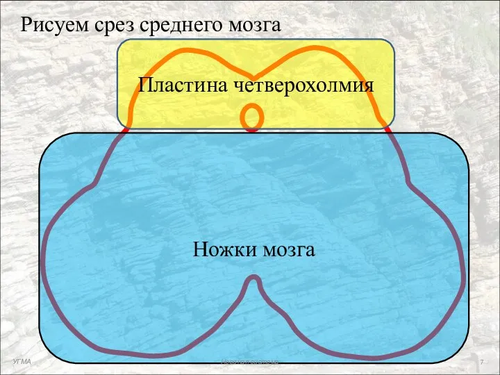 Рисуем срез среднего мозга Пластина четверохолмия Ножки мозга УГМА Нервная система