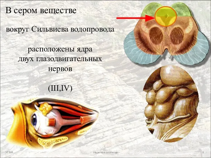 В сером веществе вокруг Сильвиева водопровода расположены ядра двух глазодвигательных нервов (III,IV) УГМА Нервная система