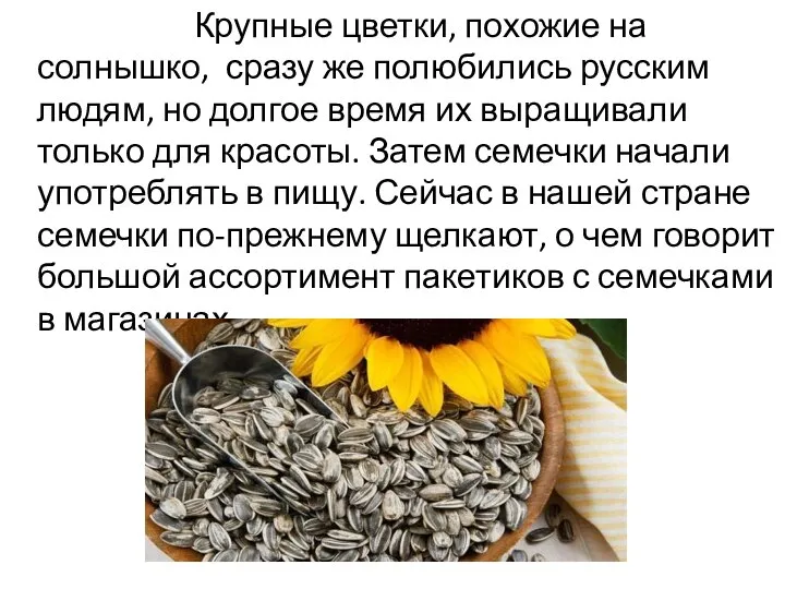 Крупные цветки, похожие на солнышко, сразу же полюбились русским людям, но долгое
