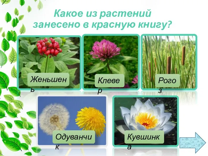 Какое из растений занесено в красную книгу? Клевер Рогоз Кувшинка Женьшень Одуванчик