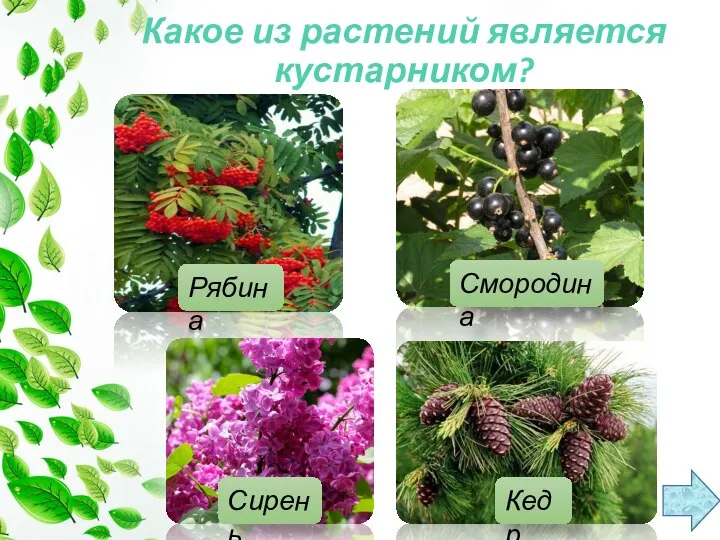 Какое из растений является кустарником? Рябина Смородина Кедр Сирень