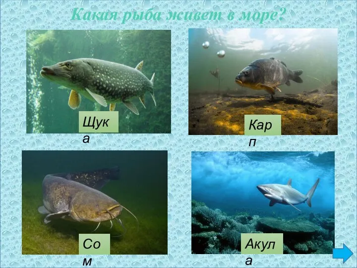 Какая рыба живет в море? Сом Карп Щука Акула